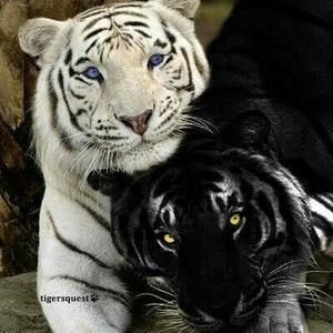 Meet your Posher, Rose